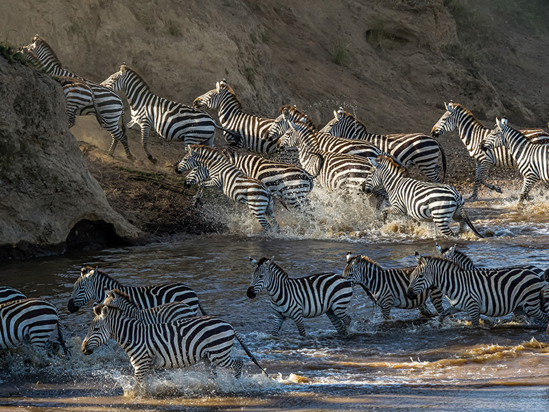 10 Day Migration and Mara River Crossing Safari