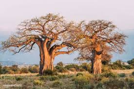 3 Day Tanzania Safari Tarangire National Park and Ngorongoro Conservation Area