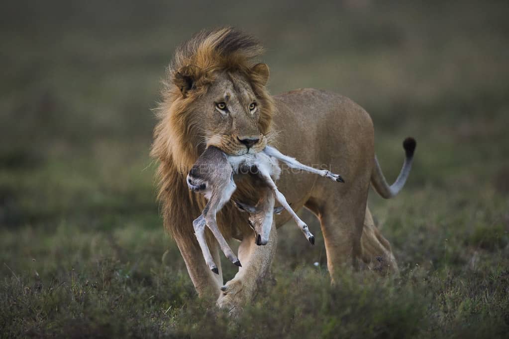 5 Day Tanzania Safari Serengeti, Ngorongoro Conversation Area and Lake Manyara