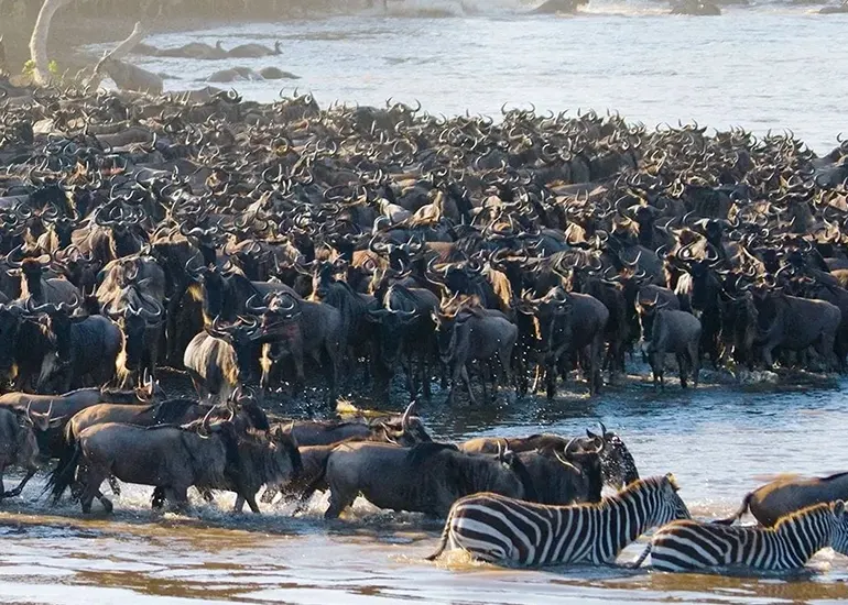 6 Day Tanzania Migration Safari and Ngorongoro Crater.
