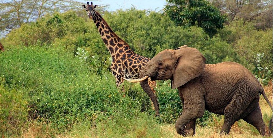 7 Day Northern Circuit Tarangire, Serengeti, Ngorongoro and Lake Manyara National Park.