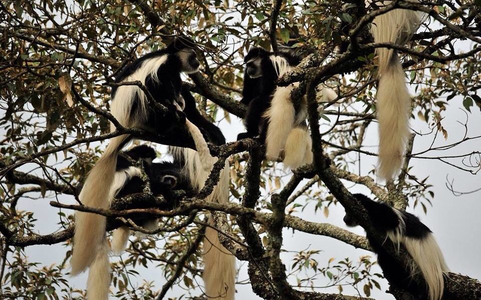Day Trip Arusha National Park