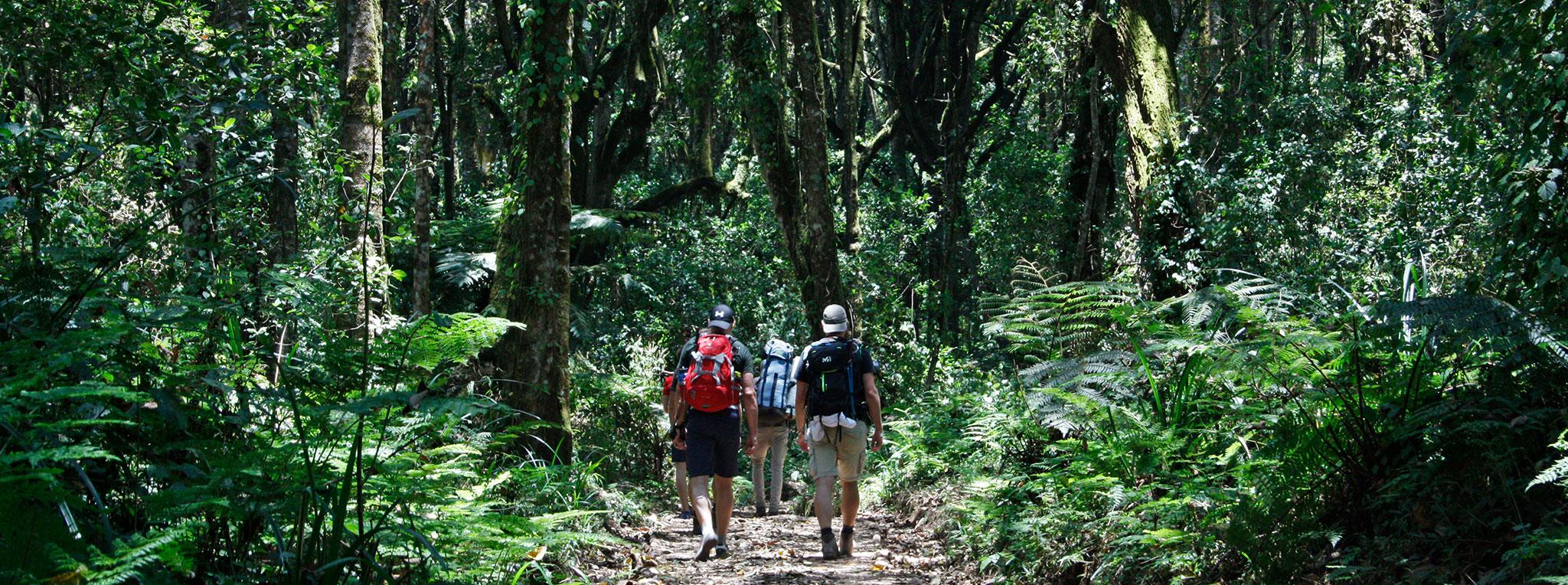 Day Trip Kilimanjaro Day Hike 