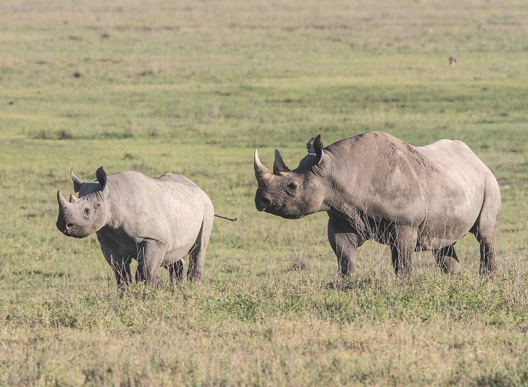 Day Trip Ngorongoro Crater