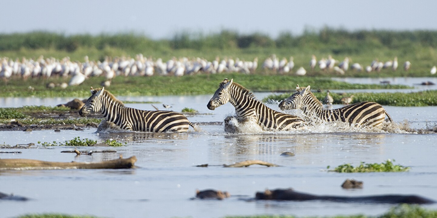 Lake Manyara National Park: Lions, Flamingos & the Great Rift Valley