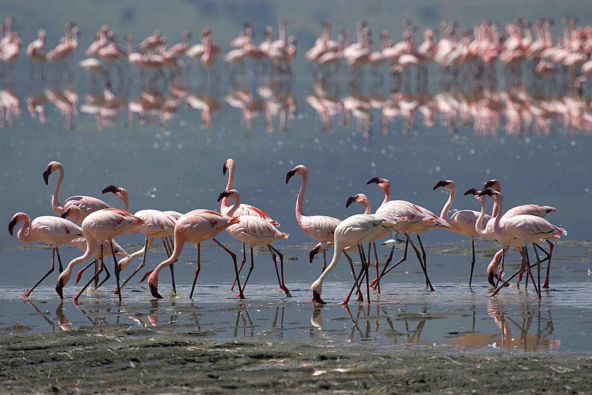 Lake Natron