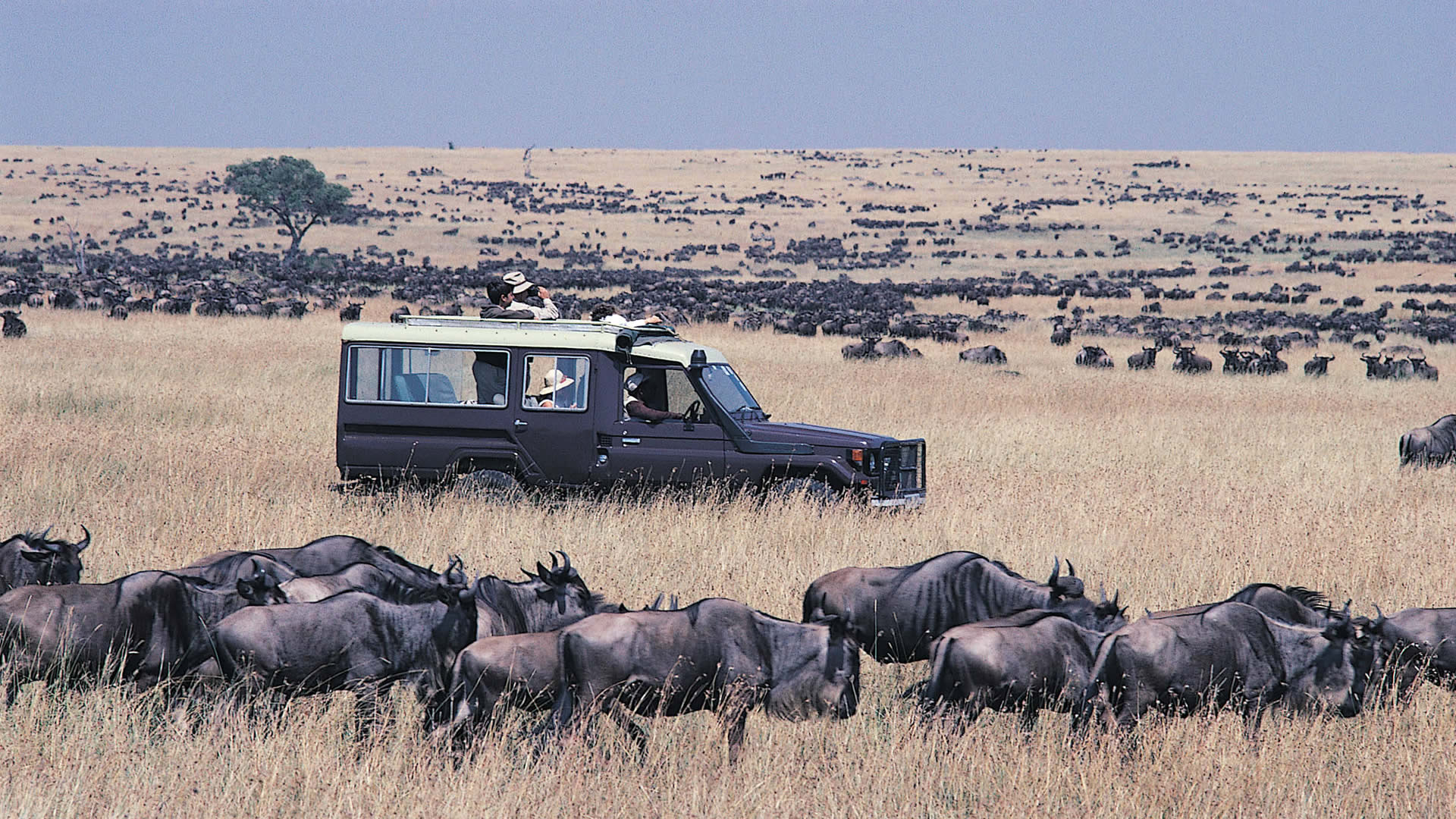 Masai Mara Safari Guide: Everything You Need to Know