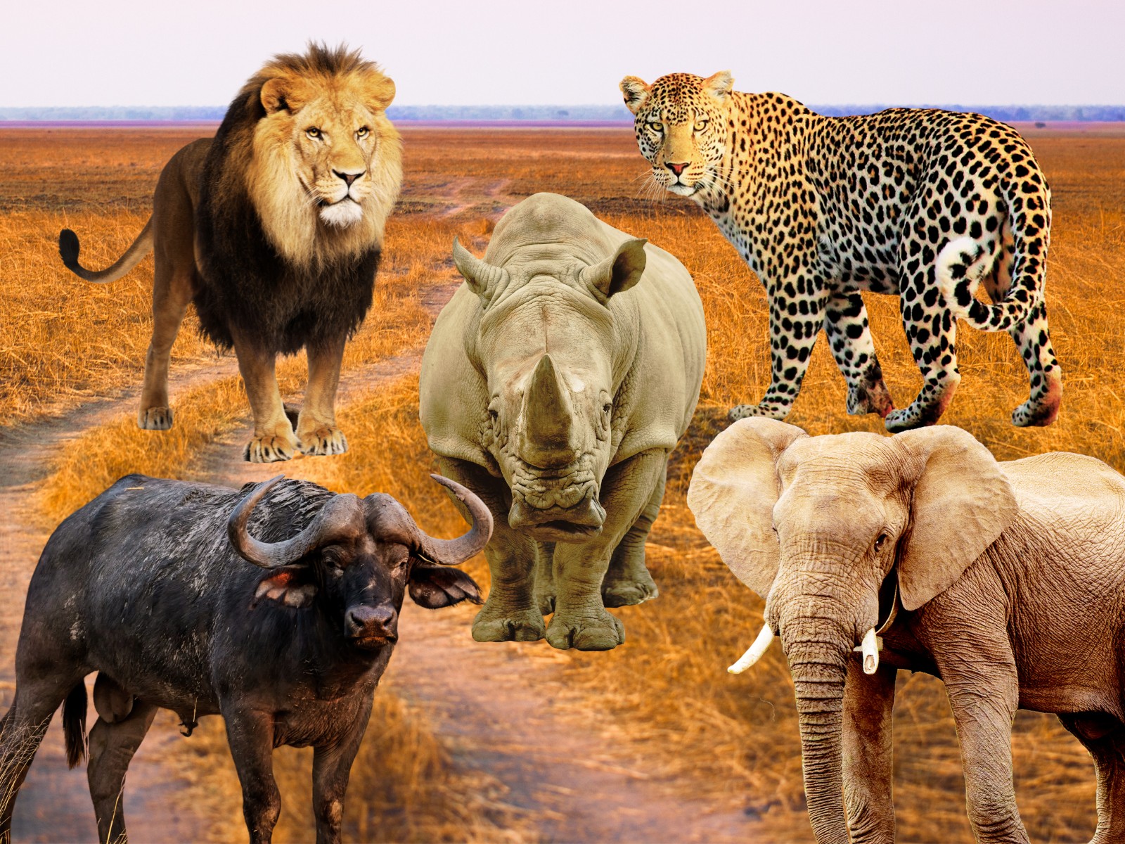 Seeing the Big Five in Tanzania: Where, When & How