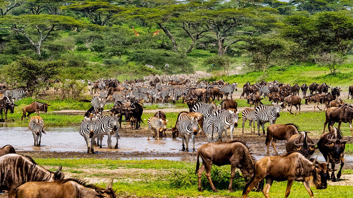 Serengeti National Park: The Complete Visitor's Guide (2026)