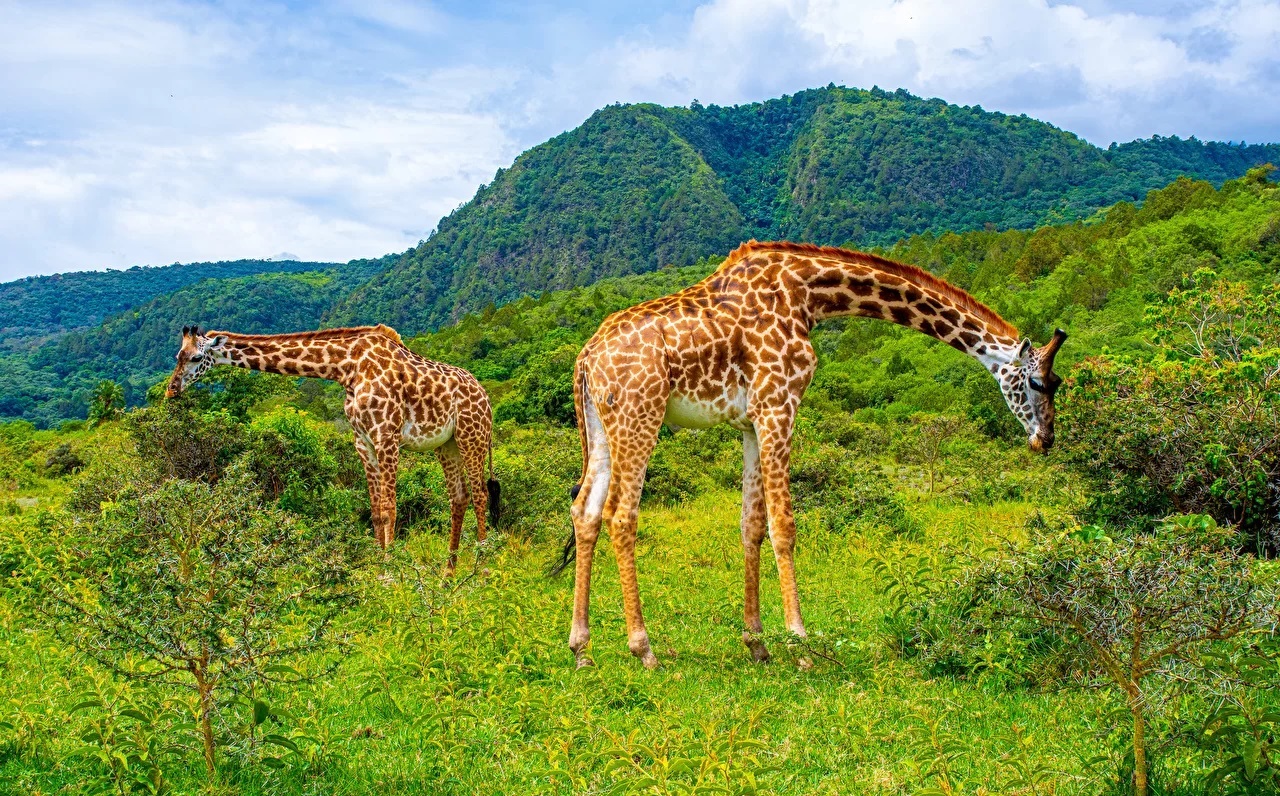Tanzania Safari Tours