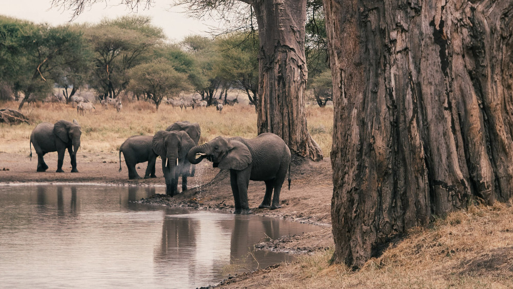 Tarangire National Park: Tanzania's Hidden Safari Gem