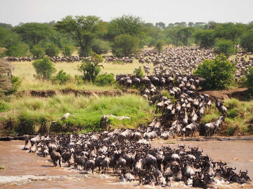 The Great Wildebeest Migration: Month-by-Month Guide for 2026